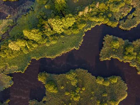 Aerial view of Riserva Naturale Palude Brabbia with dark water channels, lush green vegetation, and dense trees in golden sunlight Inarzo, Lombardia, Italy.