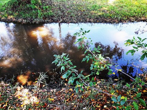 Paisaje oto&ntilde;al en la orilla de un arroyo tranquilo cubierto de hojas de tilo. El agua refleja los &aacute;rboles, ramas y el cielo iluminado por la luz del sol, creando contrastes entre sombras oscuras.