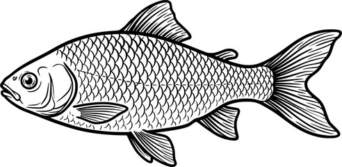 Fototapeta premium Detailed Freshwater Fish Engraving Vector Illustration with Realistic Scales and Fin Anatomy