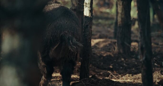 Wild Boar Sus Scrofa, Also Known As The Wild Swine, Eurasian Wild Pig Walking In Autumn