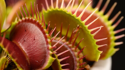 Close Up of Venus Flytrap on Black Background © Shin