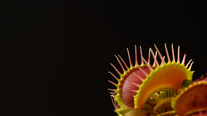 Close Up of Venus Flytrap on Black Background © Shin