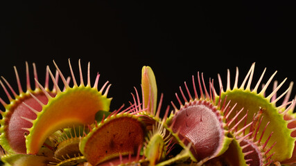 Close Up of Venus Flytrap on Black Background © Shin