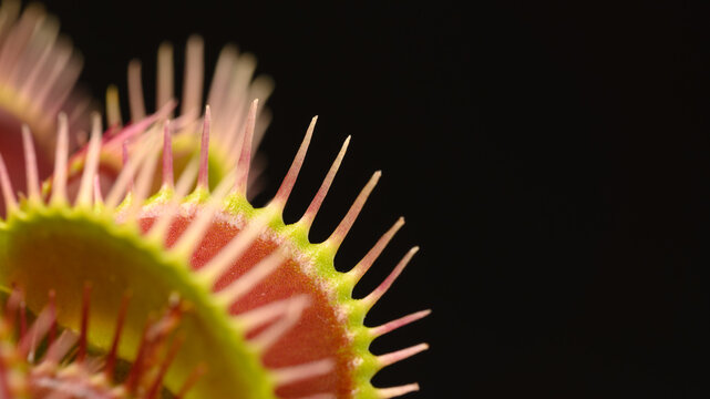 Close Up of Venus Flytrap on Black Background