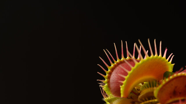 Close Up of Venus Flytrap on Black Background