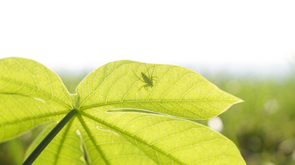 Obraz premium Photo of a small spider shadow on a cassava leaf.