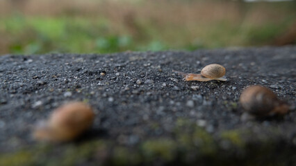 Garden snail slowly moving along a garden wall, shallow depth of field. © Barry