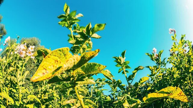 Slider Motion. Bottom View. Potato Plant Or Solanum Tuberosum Growing On Plantation.