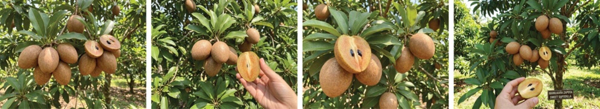 set of sapodilla fruit (manilkara zapota) is tropical fruit evergreen tree and sweet taste fruit
