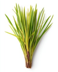 Obraz premium A bundle of green and yellow striped grassy leaves
