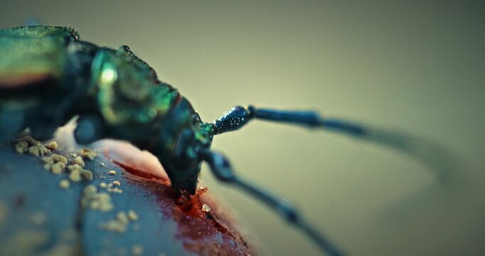 Close-Up View Of A Vibrant Green Beetle On A Berry