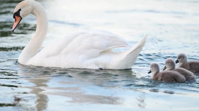 cute Baby swans with on the river cygnets 
