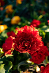 Fototapeta premium Red double tulip flowers blooming in sunlight with soft garden background