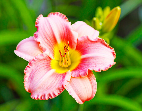 Pink daylily flower on a green garden background, macro shot. AI