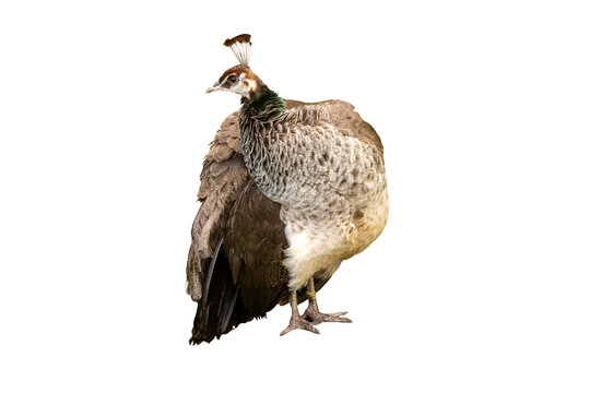 Peahen walks on a white background showing its feathers and body structure in detail during daylight