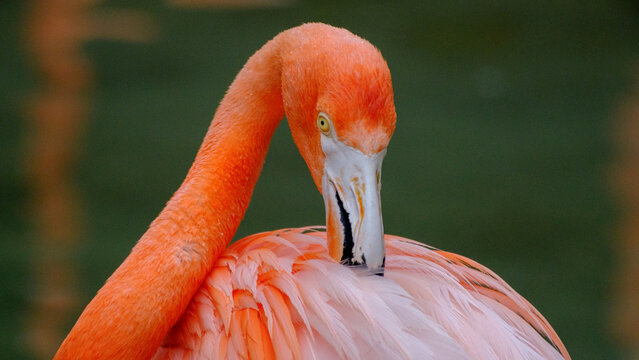 Flamingo preening her pink feathers