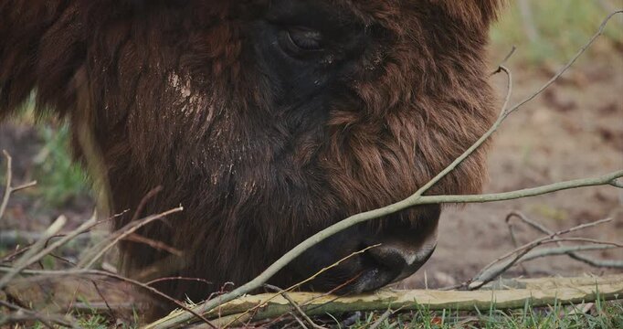 European Wood Bison Grazing In Aviary Zoo. European Bison Or Bison Bonasus, Also Known