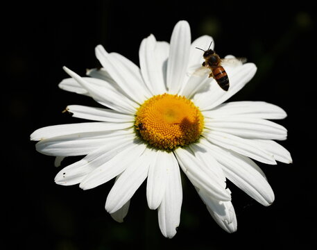 bee approaching a daisy