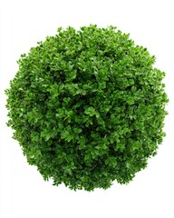 Fototapeta premium Lush, spherical, vibrant green foliage bush on white