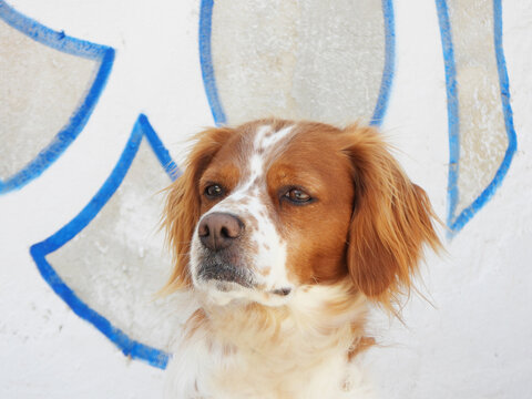 Spaniel breton