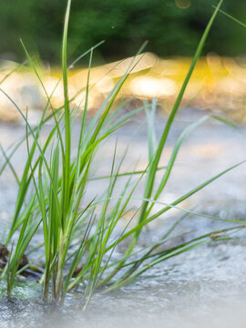 Fresh green grass growing in shallow water