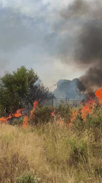 Llamas de fuego avanzando entre arboles y matorrales 