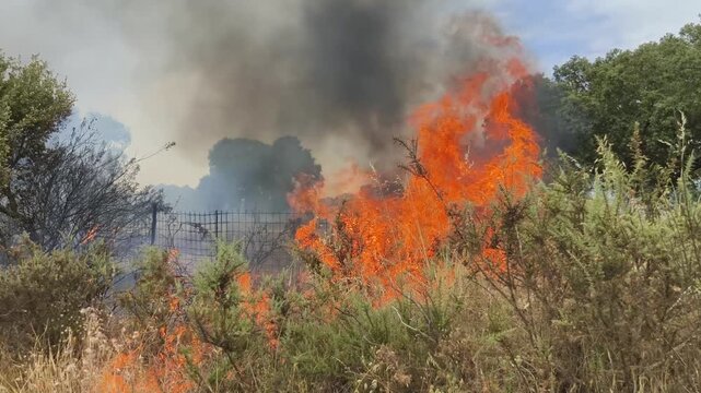 Humo y llamas consumen la naturaleza 
