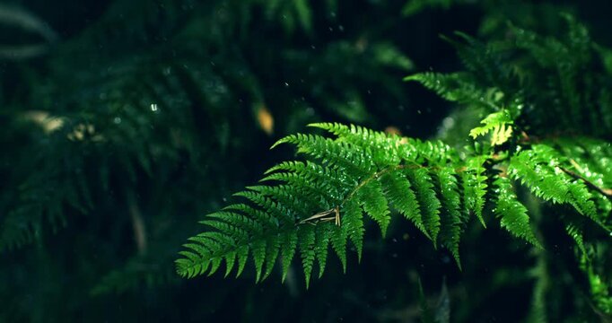 Slow Motion Close Up Of Fern Leaves Covered In Rain. Concept Of Wild Forest And Freshness
