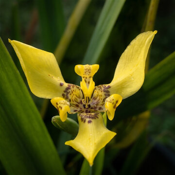 macro, close-up, flower, trimezia (often called yellow walking iris). seen from above, the petals are bright yellow and have a distinctive brown, purplish spotted pattern, similar to a tiger or leopar