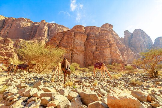 Camels are grazing among scattered rocks and sparse acacia trees against a backdrop of towering sandstone mountains under a clear blue sky in the historic Wadi Alna'am valley, AlUla in Saudi Arabia
