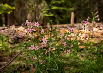 Obraz premium Pink Hackelia Blooms Along Trail In Sequoia