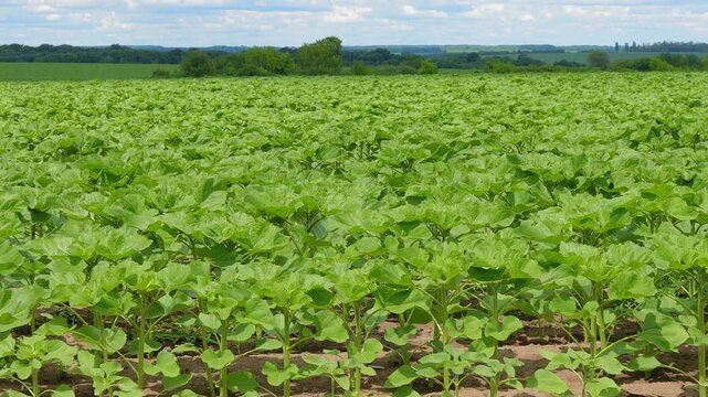 Green field sunflower sprouts to the horizon	