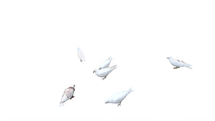 Fototapeta premium Flying white doves, birds in flight, peaceful animals, aerial view