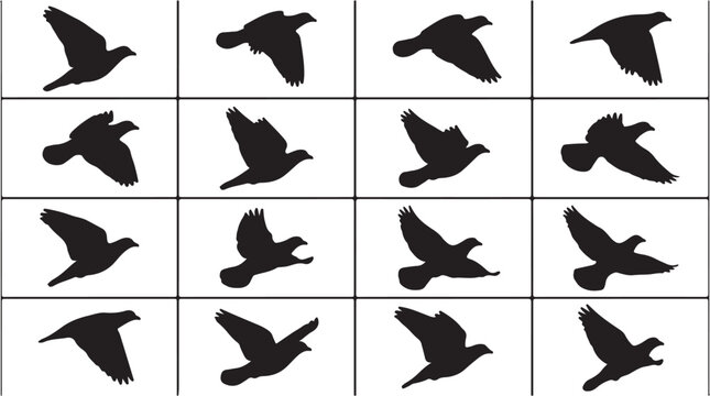 Bird flight animation sequence with multiple black silhouettes on white background.