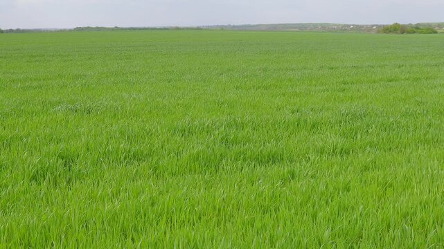 Green wheat shoots in field to the horizon