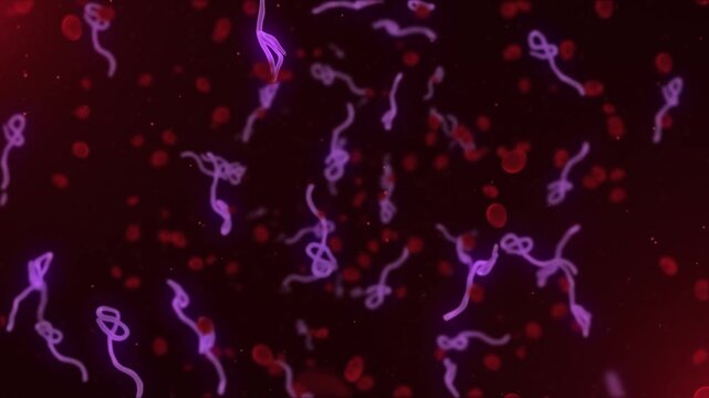 Microscopic view of infectious Ebola Virus cells and red blood cells flowing through the bloodstream. Full HD and looping medical and healthcare concept animation.