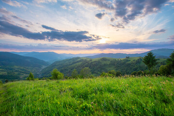 Obraz premium Mixed grass and wild flowers meadow on a mountain hill under a vibrant sunset sky. Carpathian mountains.Ukraine.