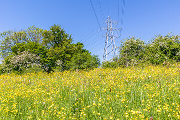 Obraz premium A pylon carrying electricity power lines across buttercups growing in a meadow beside the River Severn in Maytime at the foot of Wainlode Hill, Gloucestershire, England UK