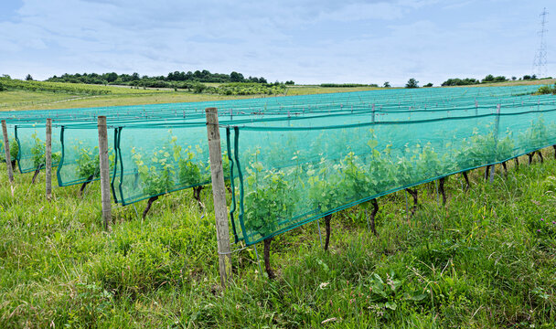 vigne prot&eacute;g&eacute;e par des filets anti gr&ecirc;le