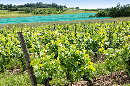 vigne prot&eacute;g&eacute;e par des filets anti gr&ecirc;le