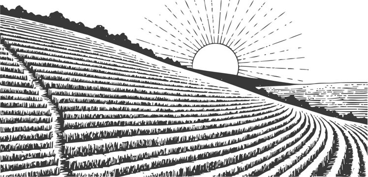 vintage engraving of agricultural farmland with sunrise over fields and curved crop rows
