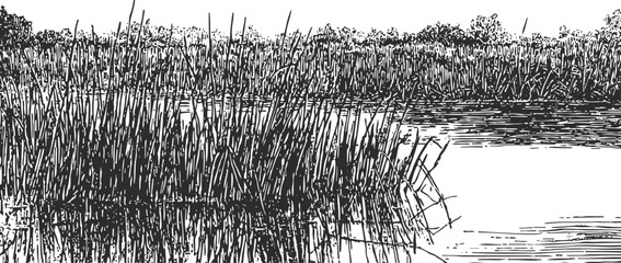 Obraz premium engraving marshland with water and tall grass, natural wetland landscape illustration