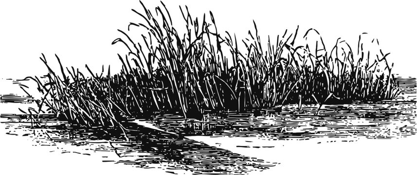 Marsh grass and water reflection hand drawn black and white nature illustration
