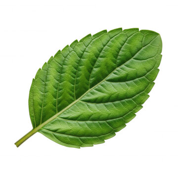 Single fresh green mint leaf with serrated edges and visible veins, isolated on a solid black background, top-down view