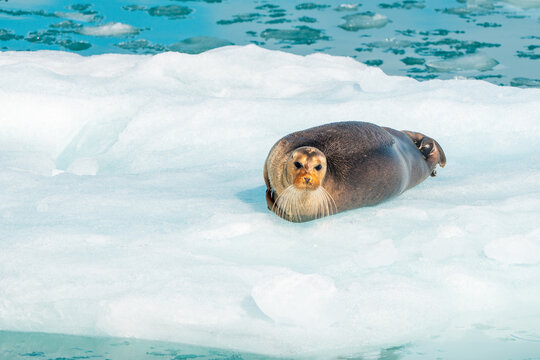 View of a bearded seal with long whiskers resting on a white ice floe in the blue arctic waters near Lilliehookbreen Svalbard, Svalbard and Jan Mayen.
