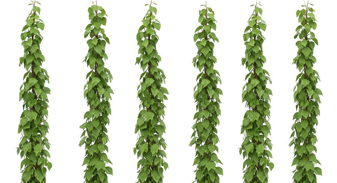Six vertical strands of green ivy vines with heart-shaped leaves arranged in a row against a solid black background