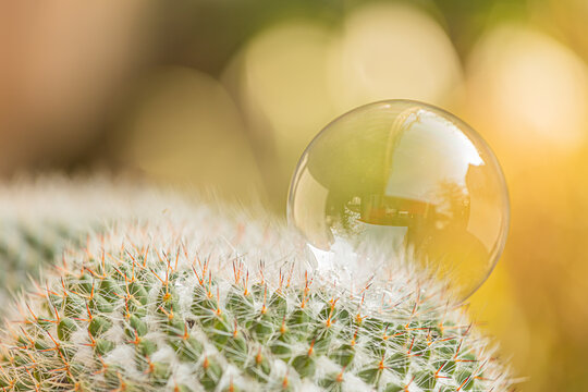 Soapbubble on a cactus