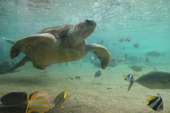 A tank in which large turtles swim