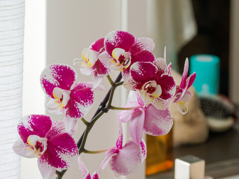 Orchid&eacute;e rose et blanche en fleur dans un int&eacute;rieur lumineux avec d&eacute;coration &eacute;l&eacute;gante