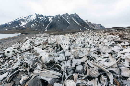 View of the historic whale bone graveyard at Bamsebu with scattered skulls and vertebrae against snow-capped mountains Svalbard, Svalbard and Jan Mayen.